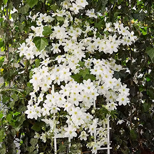 Thompson & Morgan Hardy Perennial Clematis Avalanche White Early Flowering Evergreen Climber, 3 Litre Pot – 3
