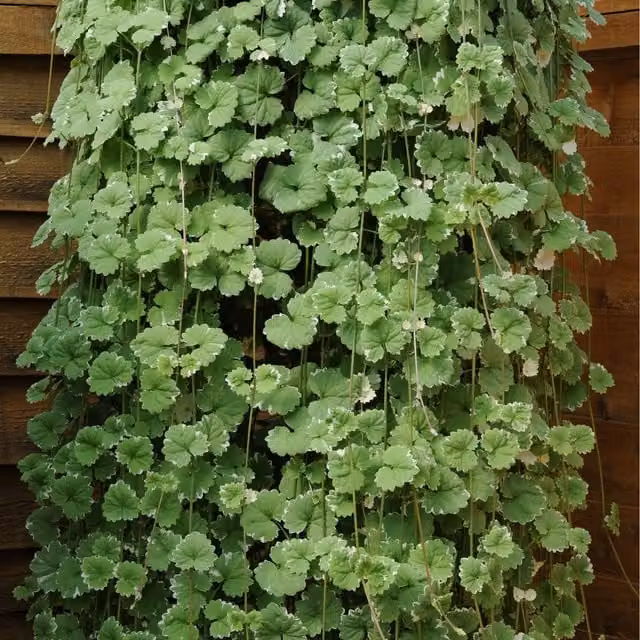 Plants By Post Pack of 3 Nepeta Variegated Perennial Ground Cover Plants in 9cm Pots, Light Green and White