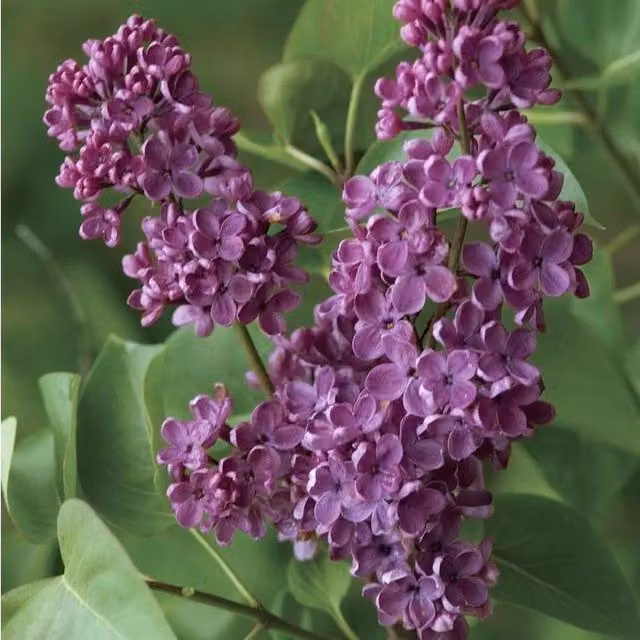 Direct Plants Syringa Ludwig Spaeth Fragrant Lilac Ornamental Shrub, Pink and Purple, 121.92 cm