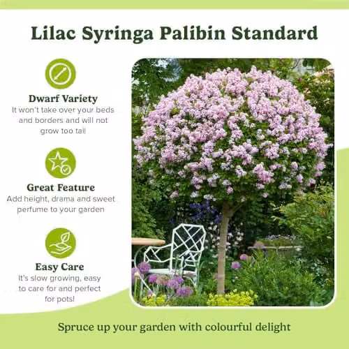 YouGarden Syringa Palibin Standard Lilac Tree, Pink and Green, Height: 120 cm, 3 L Pot – 4