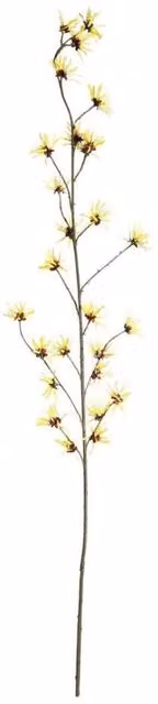 KDMD Botanica Yellow Hamamelis Branch, Height: 153 cm