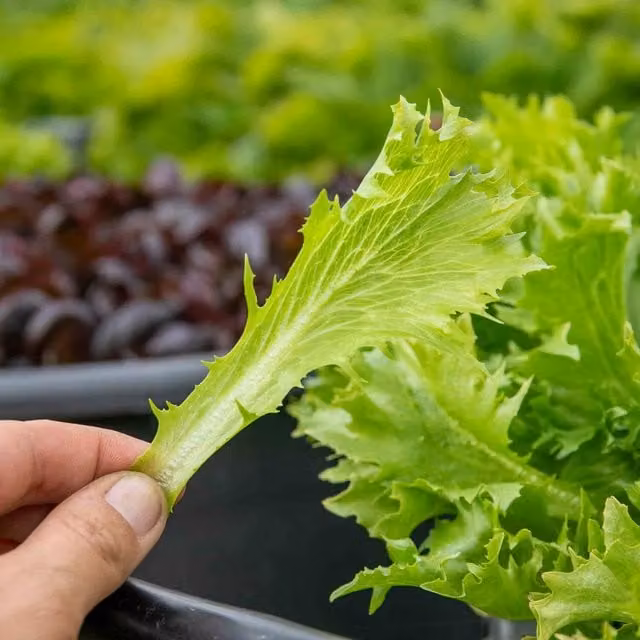 Marshalls Garden Lettuce Seeds Crispita II, Green, 400 Seeds
