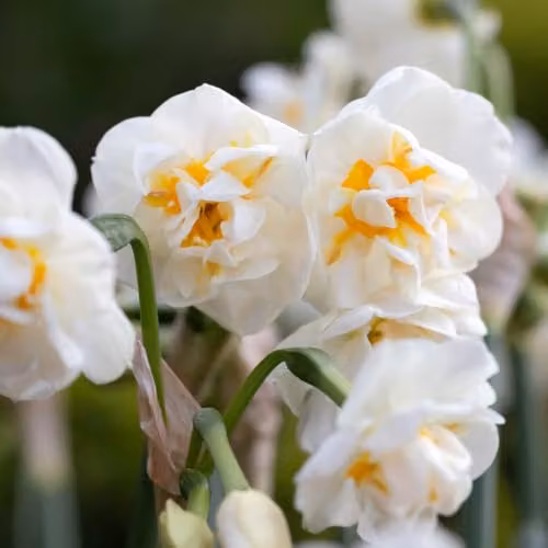 YouGarden Narcissus Bridal Crown Fragrant White Double Daffodil Bulbs, 30 Bulbs – 7