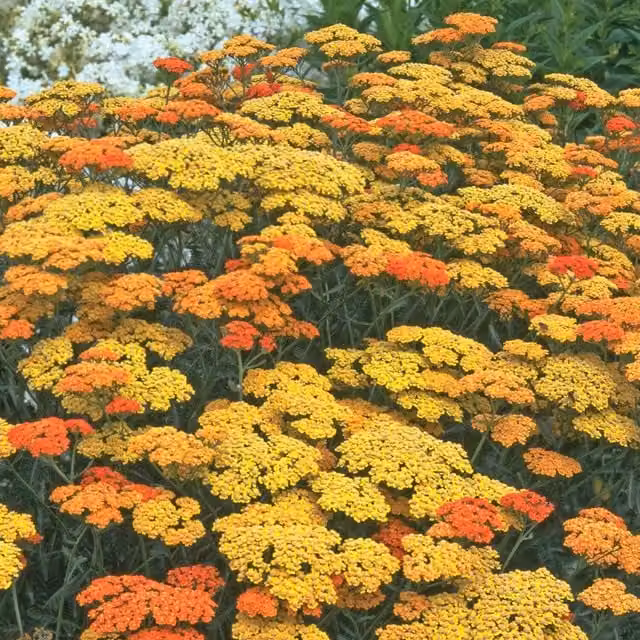 Marshalls Achillea Terracotta Perennial Yarrow, Yellow