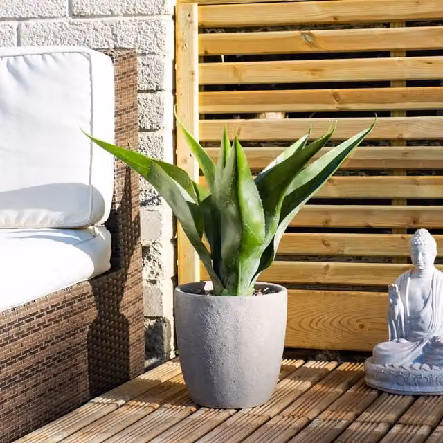 Scottish Everlastings Ltd Green UV Protected Potted Agave Succulent in a Grey Round Plastic Pot, Height: 57 cm