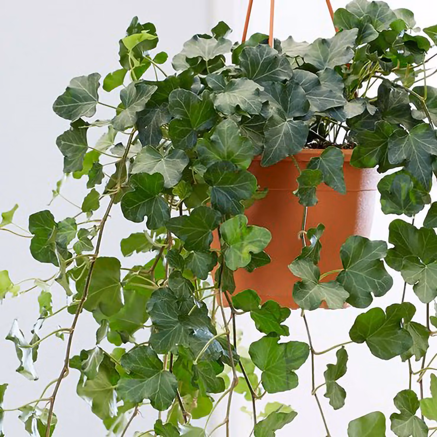Primrose Hedera Helix Wonder English Ivy Trailing Indoor Plant in a 19cm Green Hanging Pot, 70cm Height – 2
