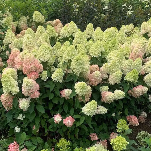 Marshalls Garden Hydrangea Ornamental Shrub, Pink, Green and Multicolour, Potted