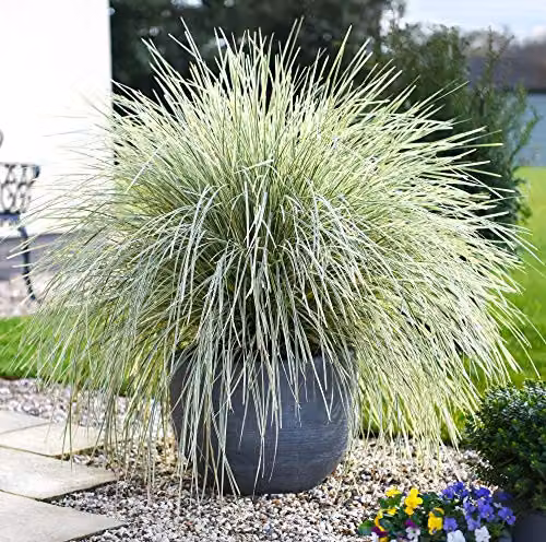 Thompson & Morgan Lomandra White Sands Hardy Evergreen Perennial, Pack of 3, 9cm Pots – 3