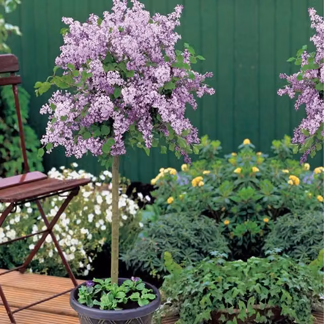 Thompson & Morgan Syringa meyeri Palibin Standard Ornamental Deciduous Shrub with Pink and Purple Flowers