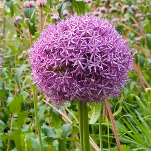 Plants By Post Pack of 5 Allium Globemaster Bulbs in Purple