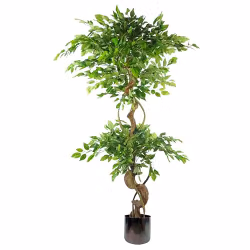 Botanik 150cm Twisted Trunk Artificial Japanese Fruticosa Ficus Tree in Green Rainbow Planter – 1