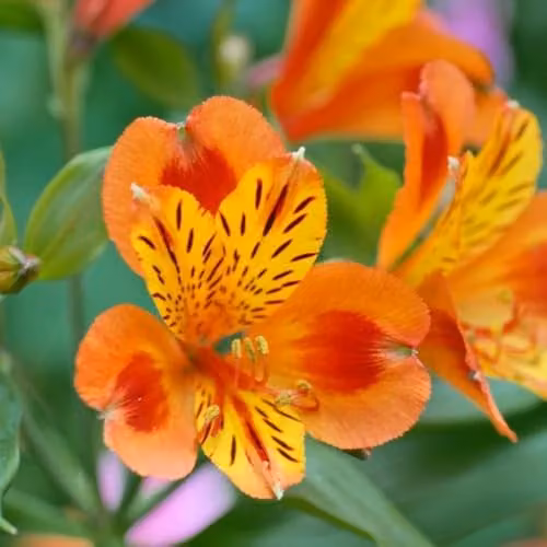 Thompson & Morgan Alstroemeria Indian Summer Peruvian Lily Hardy Perennial with Sunset Coloured Blooms, 50mm Plug and Sabina Grey Pot – 2