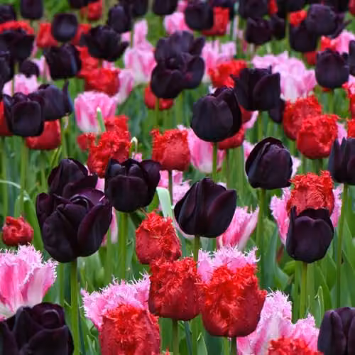 Thompson & Morgan Tulip Berry Sorbet Mixed Fruity Colour Fringed Hybrid Bulbs, 16 Bulbs (Dark Purple, Candy Pink and Raspberry Red) – 2