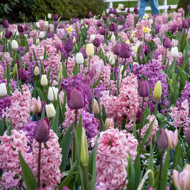 Plants By Post Pack of 20 Fragrant Spring Mix Bulbs in Multicolour Pastel Shades
