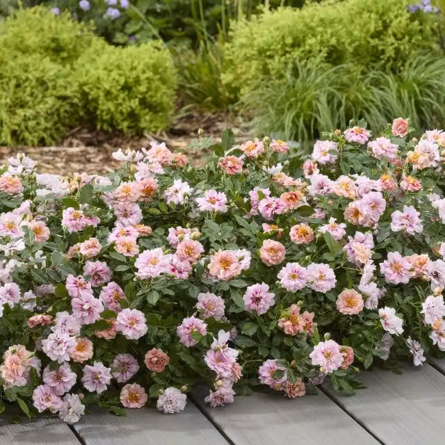 Plant Theory Amirose Rose Bush Peach Compact Pink Double Flowering Ornamental Shrub in 2L Pot