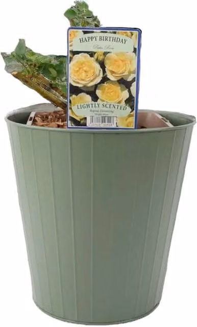 Plants By Post Happy Birthday Floribunda Rose Ornamental Shrub in 5.5L Pot, Yellow