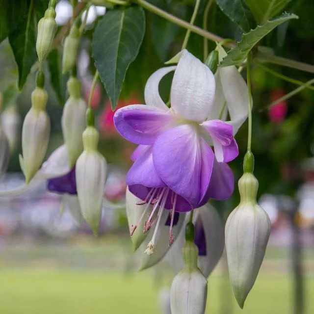 Marshalls Garden Pink, Blue, White and Purple Fuchsia Delta Sarah Potted Perennial