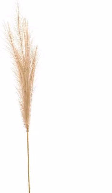 KDMK Organic Boho Bleached Pampas Grass Stem in White and Beige