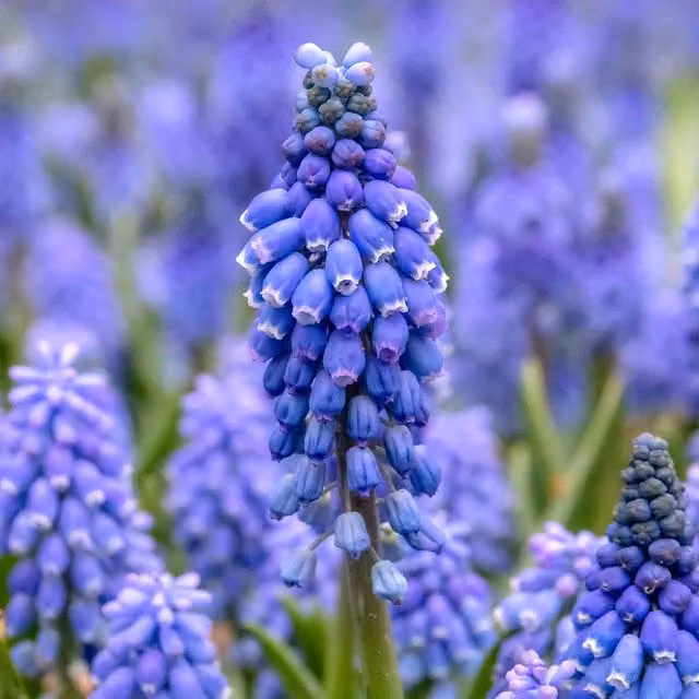 Marshalls Garden White Grape Hyacinth Muscari Bulbs