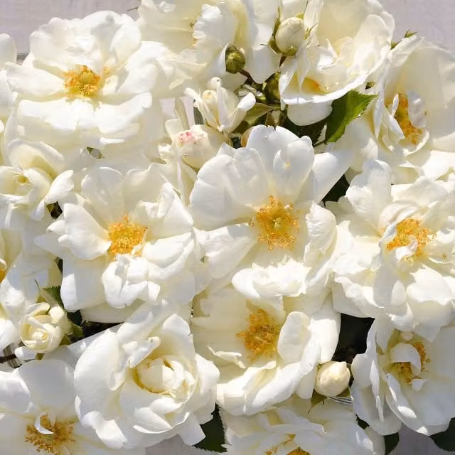 Marshalls Garden Rose Flower Carpet White Ornamental Ground Cover Shrub