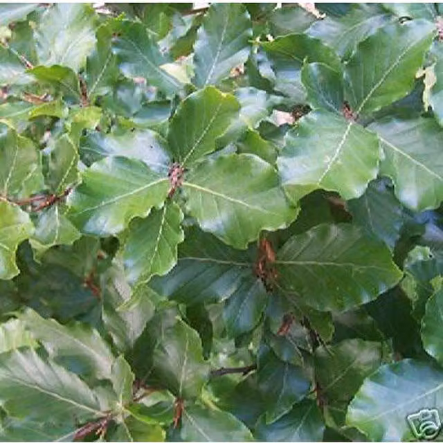 Direct Plants Green Beech Hedging Trees Fagus Sylvatica, Pack of 5 Bare Rooted