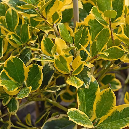 Thompson and Morgan Ilex altaclerensis Golden King Hardy Holly Tree in 9cm Pot – 2