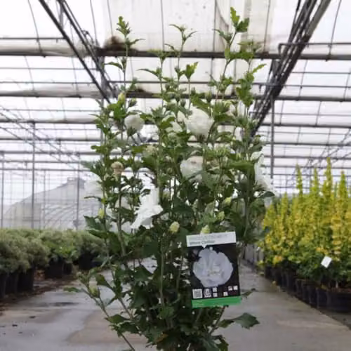 Thompson and Morgan Hibiscus Syriacus White Chiffon Ornamental Shrub, White Double Flowers, 18 Litre Pot – 4