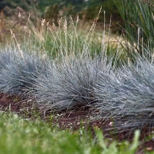 YouGarden Blue Festuca Ornamental Grasses, 3 x Perennials in 9cm Pots – 2