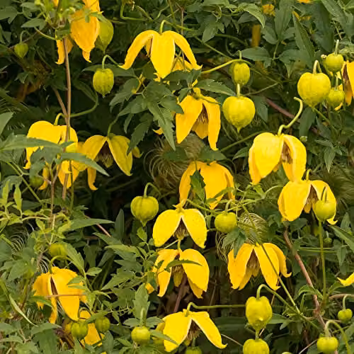 Thompson & Morgan Clematis Tangutica Hardy Climbing Shrub with Yellow Lantern-Shaped Flowers, 1.7 Litre Potted Plant