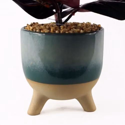Leaf Design UK Artificial Ficus Tree with Teal Blue Green Ceramic Planter, Height: 35 cm – 2