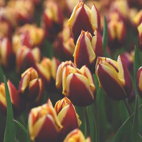 Thompson and Morgan Tulip Gavota Bulbs, 8 Hardy Perennial Bulbs for Spring Colour, Deep Maroon with Yellow Edges
