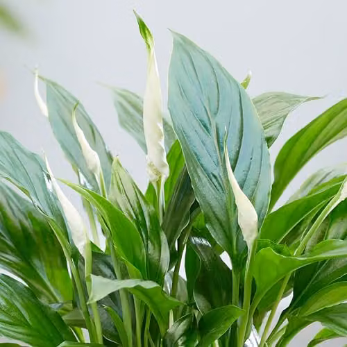 Plant Theory Spathiphyllum Wallisii Bellini Peace Lily Indoor Houseplant in a Green Plastic Pot – 2