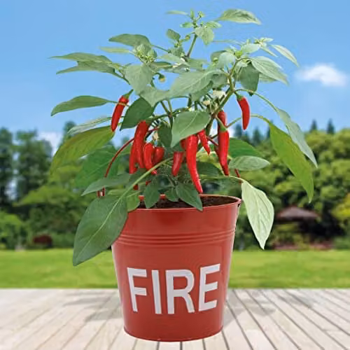 Indoor Flavours Chilli Fire Bucket Red Metal Seed Growing Kit for Indoor Plants – 3
