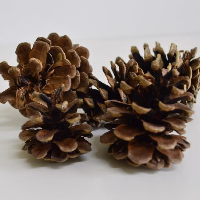 Natural Crafts Organic Brown Pine Cones, 1kg