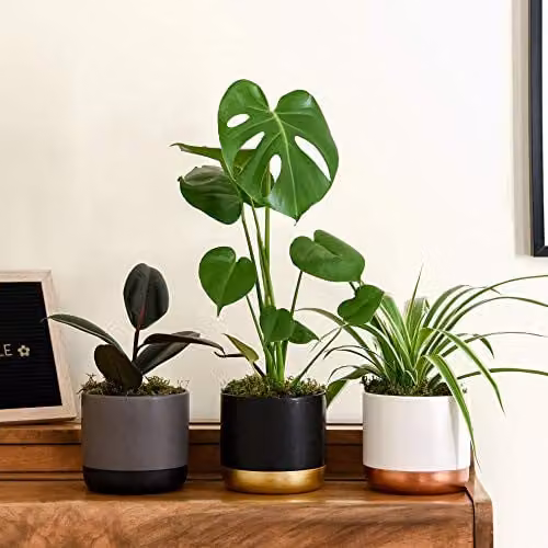 Thompson and Morgan Urban Jungle Collection: 6 Potted Easy to Grow Indoor Ornamental Shrubs