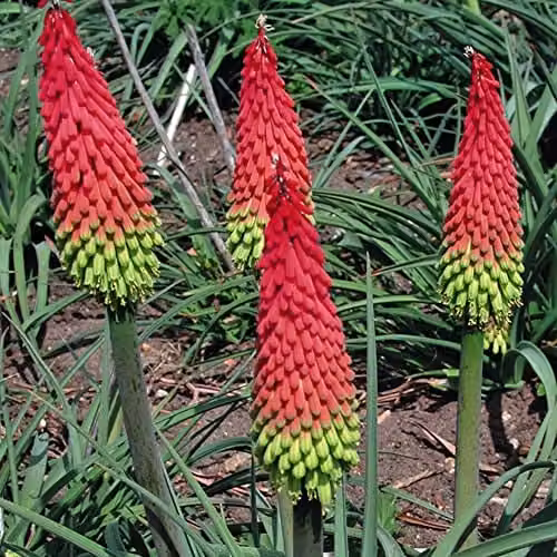 Thompson and Morgan Red Hot Poker Traffic Lights Kniphofia Hirsute Torch Lily Seeds, 20 Seeds