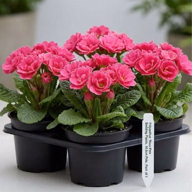 Plants By Post Polyanthus Rose Pink Ornamental Outdoor Potted Shrubs, Pack of 3