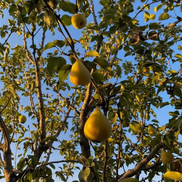 Direct Plants Pyrus Du Comice Pear Fruit Tree, 7.5 l Pot, Green and Yellow