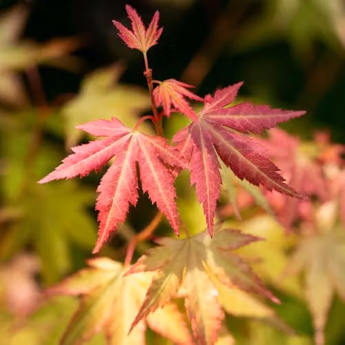 You Garden Japanese Maple Acer palmatum Orange Dream Ornamental Tree, 3L Pot – 3