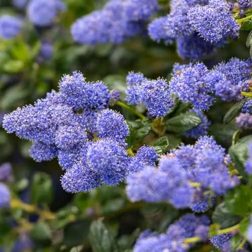 Thompson & Morgan Ceanothus Yankee Point Hardy Californian Lilac, Blue Ornamental Ground Cover Potted Plant, 10 Litre