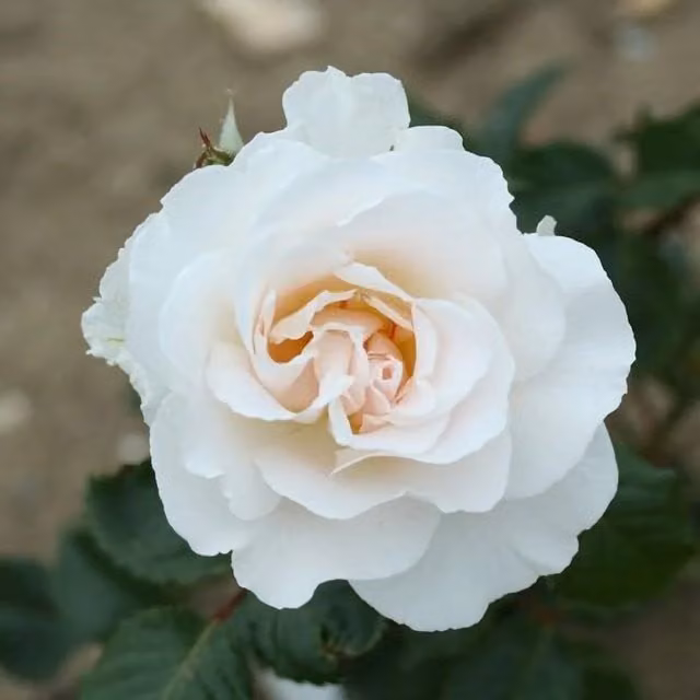 Plant Theory Margaret Merril Floribunda Rose Bush with Fragrant White and Pink Flowers, 4L Pot