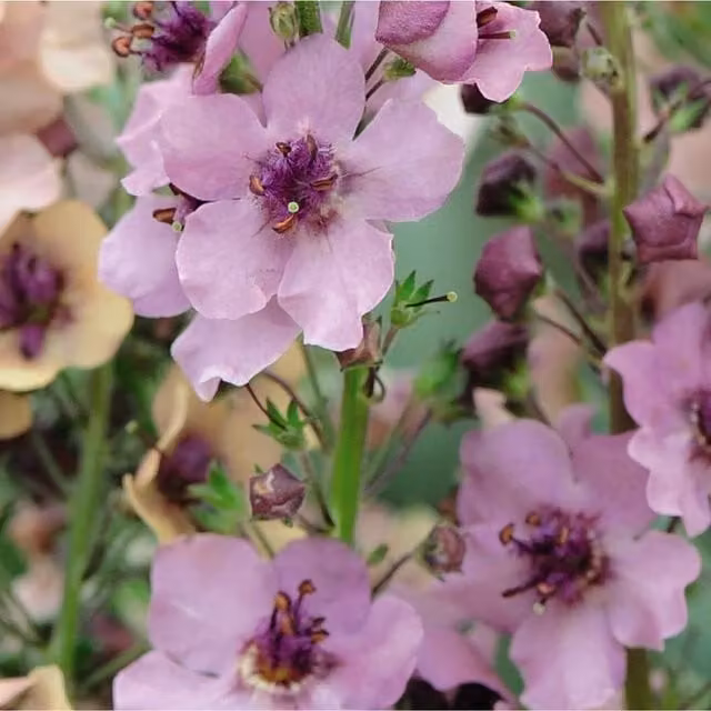 Thompson & Morgan Verbascum Southern Charm Garden Ready Bedding Plants, Green, Pink and Purple