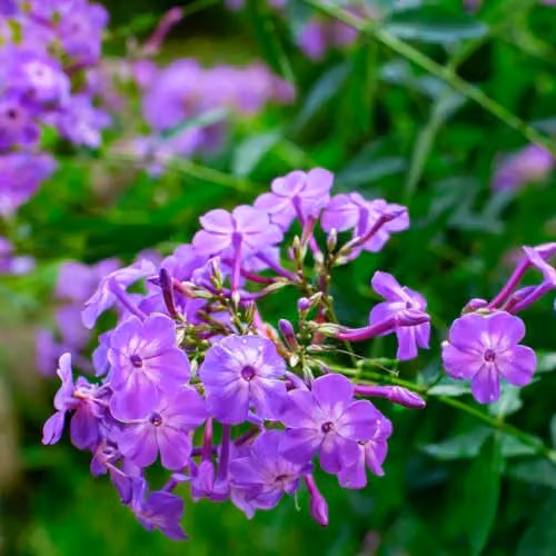 Thompson & Morgan Phlox paniculata Laura Perennial Hardy Plant with Fragrant Purple and White Blooms, 2 x 9cm Pots