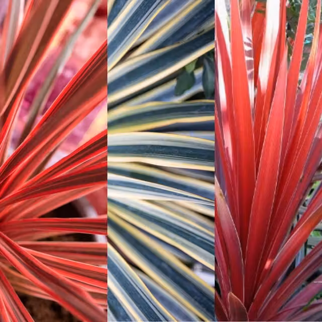 Plants By Post Pack of 3 Mixed Cordyline Plants Red Star, Charlie Boy and Torbay Dazzler, 1L, Burgundy, Pink and Variegated Green