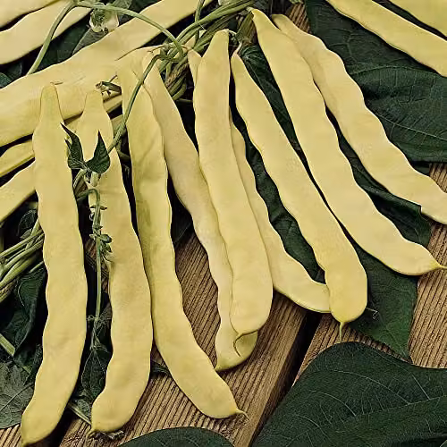 Thompson and Morgan Goldfield Climbing French Bean Seeds, Yellow Waxpod Variety, Approx. 30 Seeds per Packet