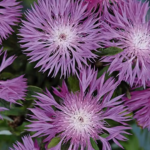 Thompson and Morgan Centaurea dealbata Cornflower Seeds, Pink and Purple Blooms, 80 Seeds