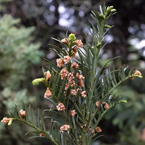 Thompson & Morgan Cephalotaxus Harringtonia Plum Yew Fastigiata Hardy Conifer Tree, 2-Litre Potted Plant
