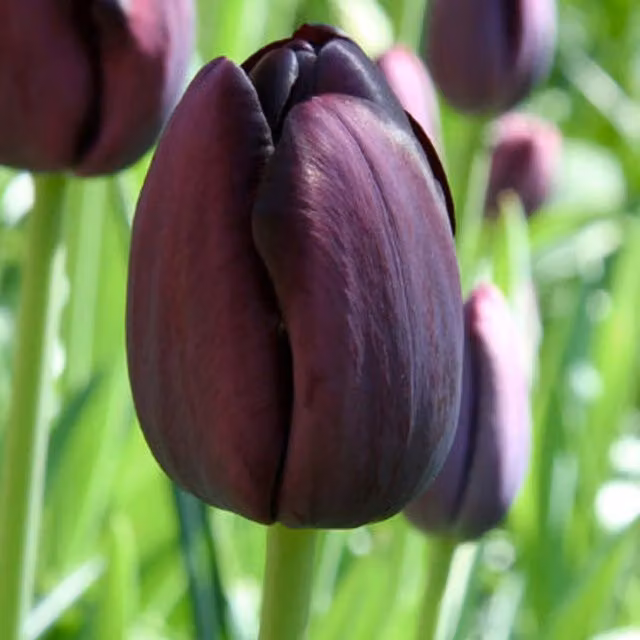 Plants By Post Pack of 15 Queen of Night Tulip Bulbs, Deep Purple
