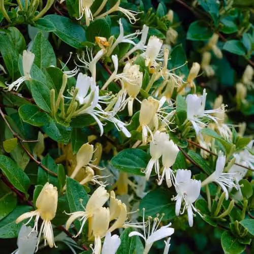 YouGarden Honeysuckle Halliana Climber with 90cm Cane, White and Yellow