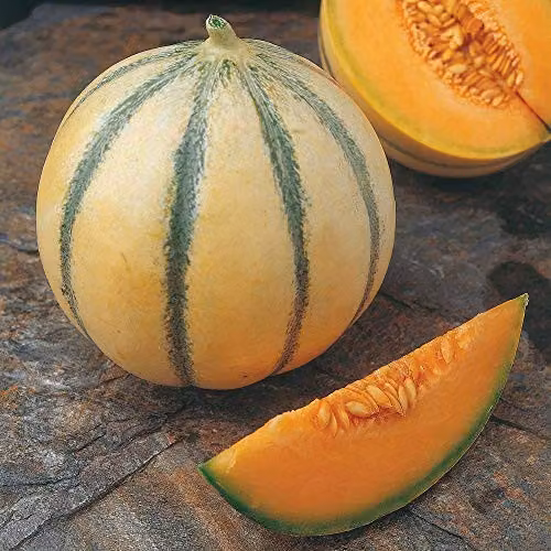 Thompson and Morgan Melon Alvaro F1 Hybrid Seeds, 4 Seeds per Packet – 3